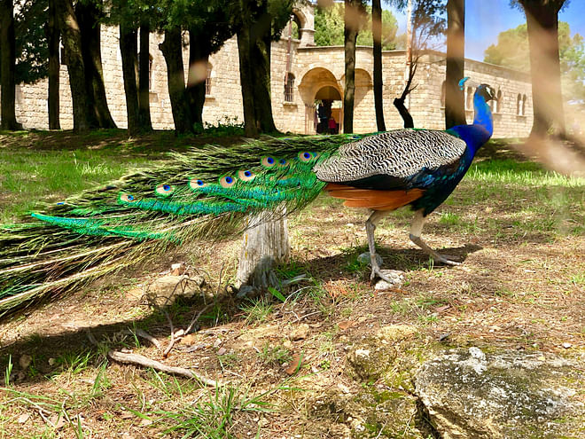 A Peacock in Mount Filerimos, Rhodes, Greece