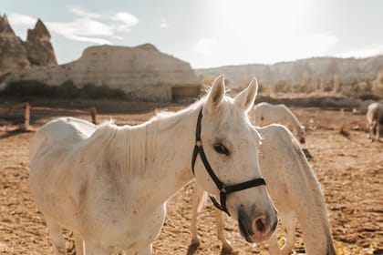 Cappadocia Sunset Horseback Riding Tour 2 Hours