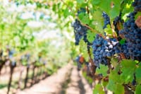 Tenerife Gastronomy Tour with Two Winery Visits and 4-Course Lunch 1