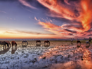 From Huelva: Doñana National Park Private Day Trip