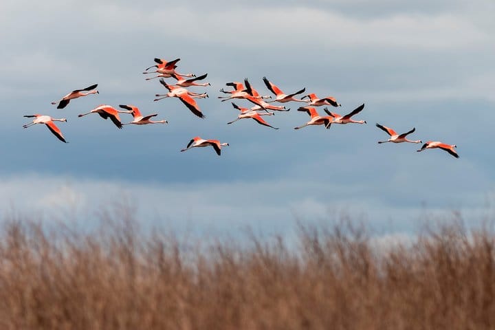 Flamingos of the Laguna