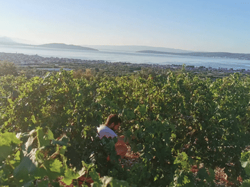 Culinary Tour of Kaštel Novi and Split with Wine Tastings
