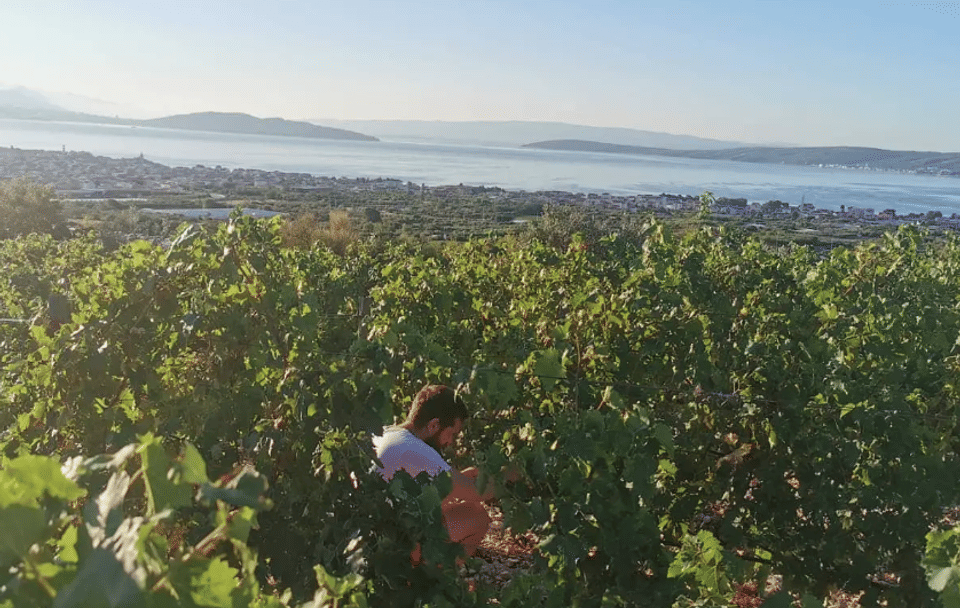 Culinary Tour of Kaštel Novi and Split with Wine Tastings
