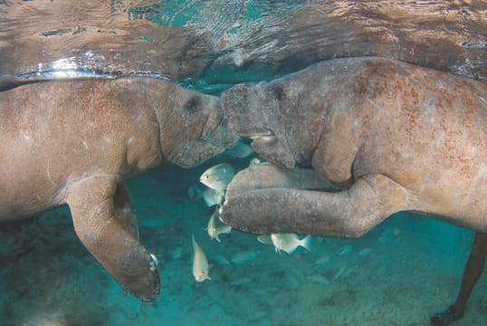 Manatee Encounter en Isla Mujeres
