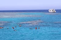 Snorkeling Day Trip With Dugong And Turtles Marsa Mubarak By Boat 4