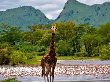 Roschild giraffe at lake elementaita.