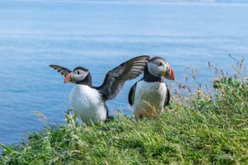 Four-Day Mull, Iona and Staffa Puffin Adventure Tour