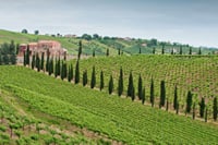 The countryside wine-growing of San Lorenzo