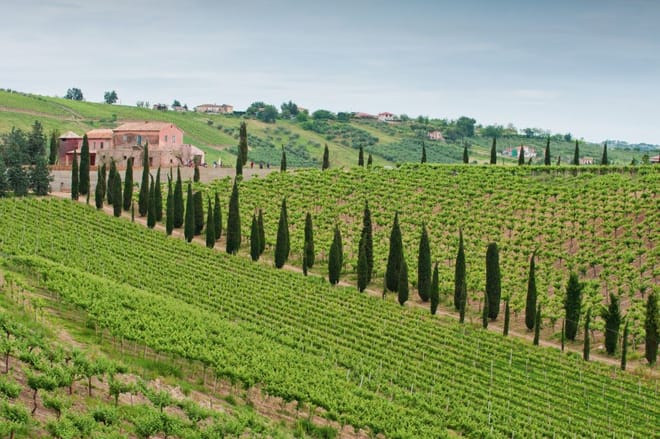 The countryside wine-growing of San Lorenzo