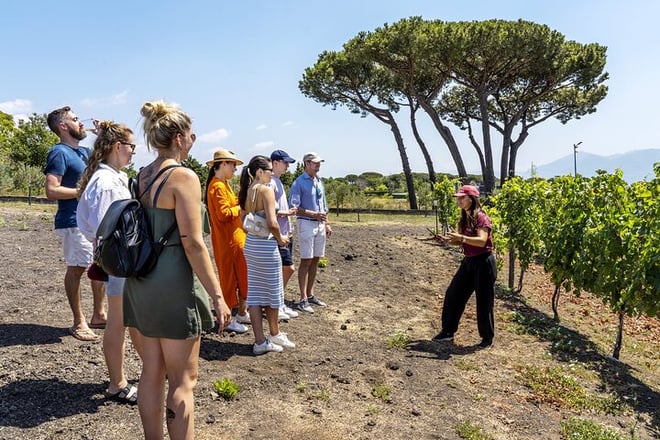 Vesuvius Organic Wine Tasting and Lunch, Transfer from Pompeii - Photo 1