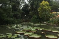 Lotus Hill