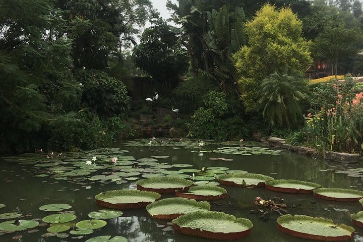 Lotus Hill