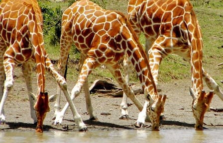 12 Day and 11 Nights Best Kenya Safari