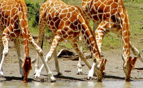 12 Day and 11 Nights Best Kenya Safari