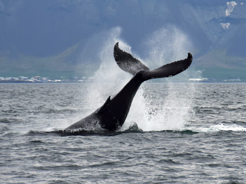 The Lava Tunnel & Whale Watching, photo 4