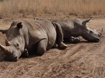 white rhinos of Nairobi park