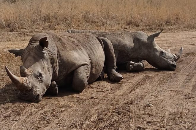 white rhinos of Nairobi park