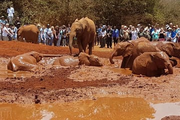 Nairobi-Half-Day Tour to David Sheldrick Elephant Orphanage