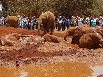 David Sheldrick Elephant Orphanage
