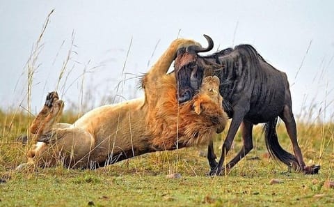 7-Day Safari Tour of Maasai Mara, Lake Nakuru, and Amboseli