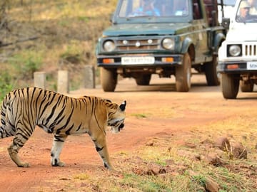 Wildlife and Cultural Tour from Nagpur to Bhopal