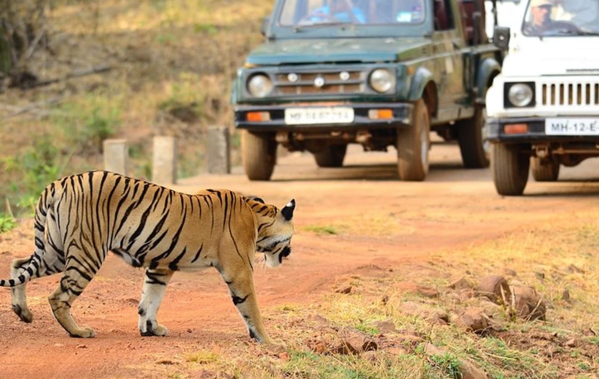 Nagpur to Bhopal via Pench & Satpura National Park