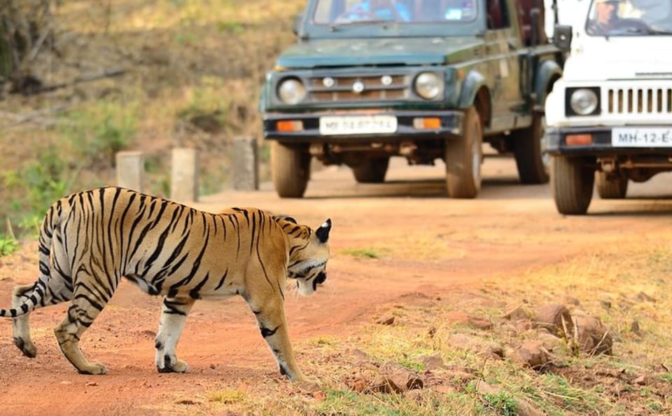 Wildlife and Cultural Tour from Nagpur to Bhopal