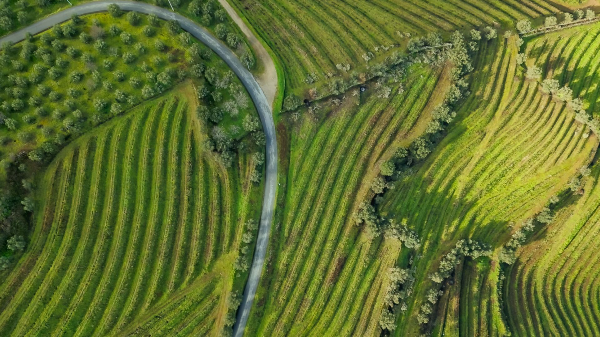 Aerial view of Douro Valley vineyards and its curves on Cooltour Oporto's Douro Valley Tour from Porto