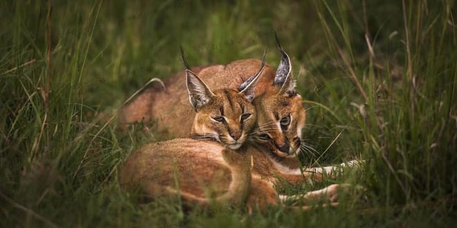 3 DAYS PRIVATE SAFARI TO MAASAI MARA NATIONAL PARK AND KEEKOROK LODGE photo 2