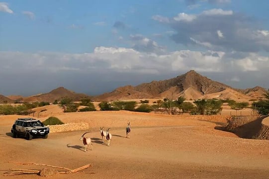 Discover Al Ain Forts and Oasis from Dubai