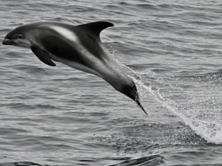 Reykjavík Whales & Northern Lights, photo 13