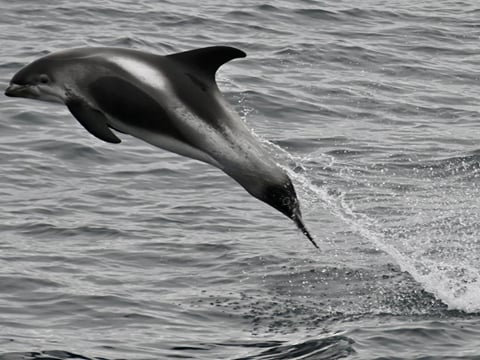 Reykjavík Whales & Northern Lights, photo 13