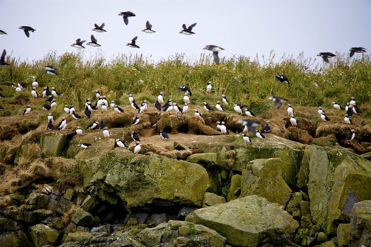 Whale Watching and Puffin Tour: Explore Iceland's Wildlife from Old Harbour in Downtown Reykjavik