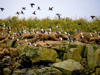 Atlantic puffins and seabirds gathered on coastal islands near Reykjavík during a puffin watching boat tour in Iceland.