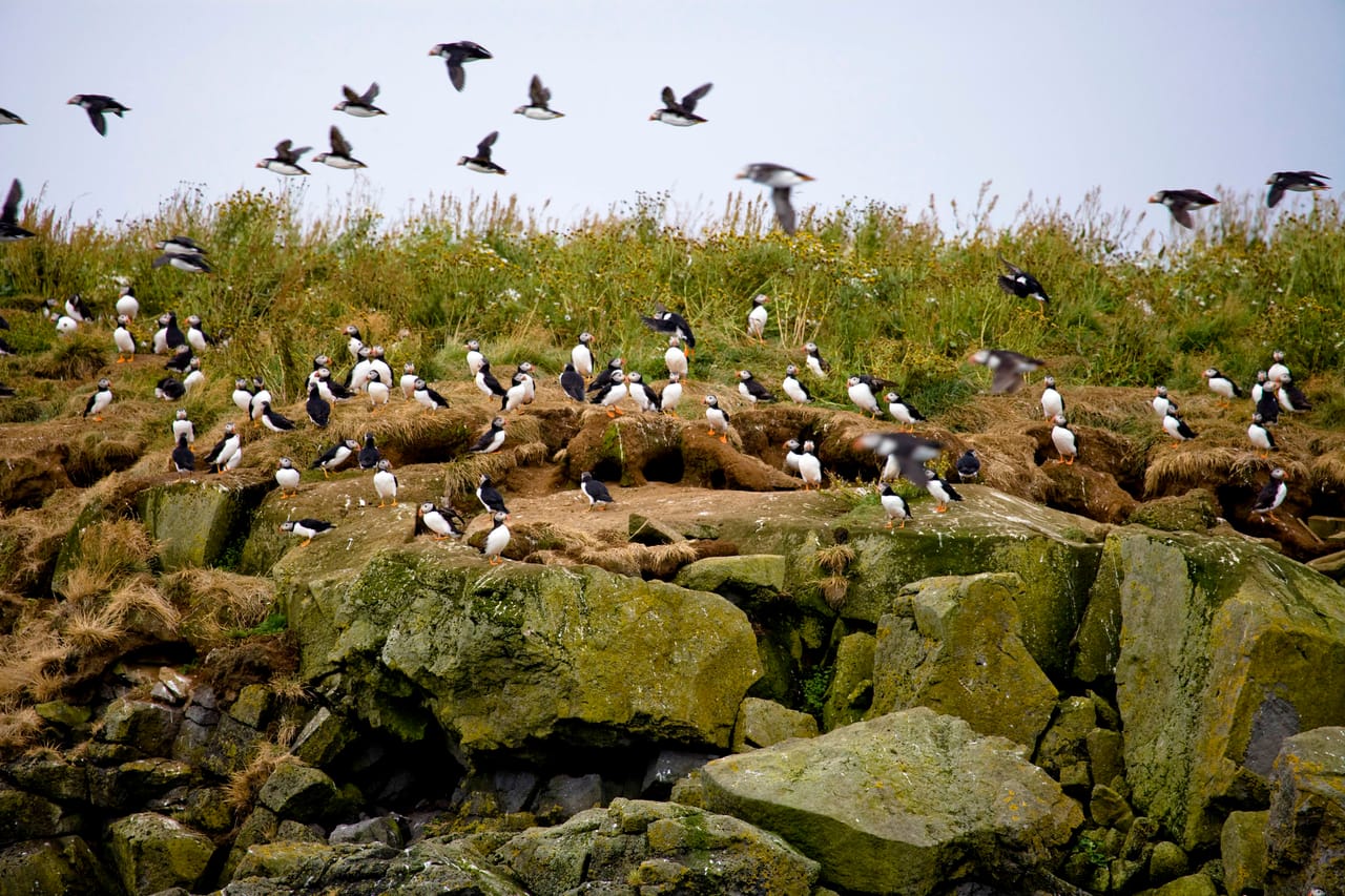 Atlantic puffins and seabirds gathered on coastal islands near Reykjavík during a puffin watching boat tour in Iceland.