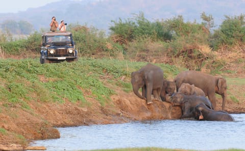 Kandy Adventure Day Tour: Hiking and Wildlife Exploration
