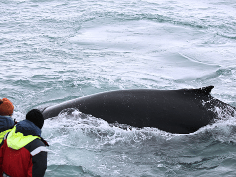 Húsavík: Small-Family Run, Responsible Whale Watching, photo 3