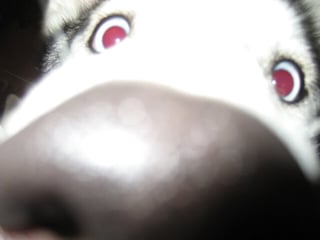 kisses