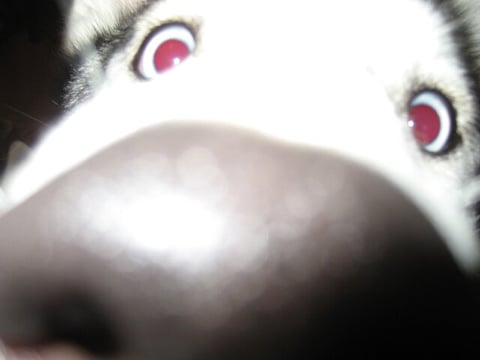 kisses
