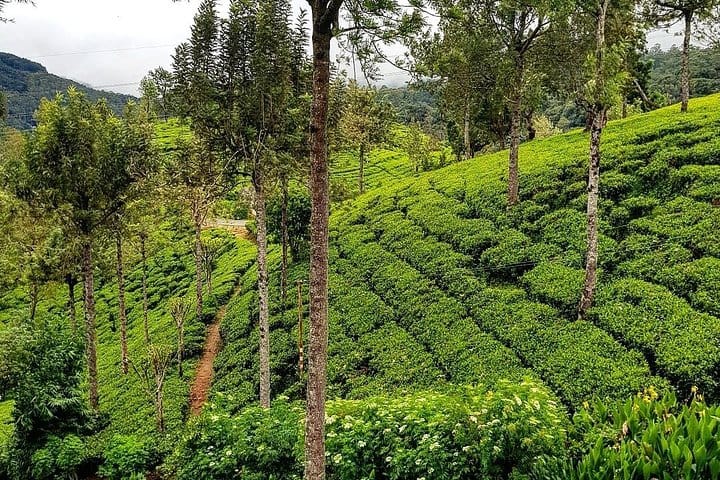 Spice Garden & Tea Factory Group Shore Excursion