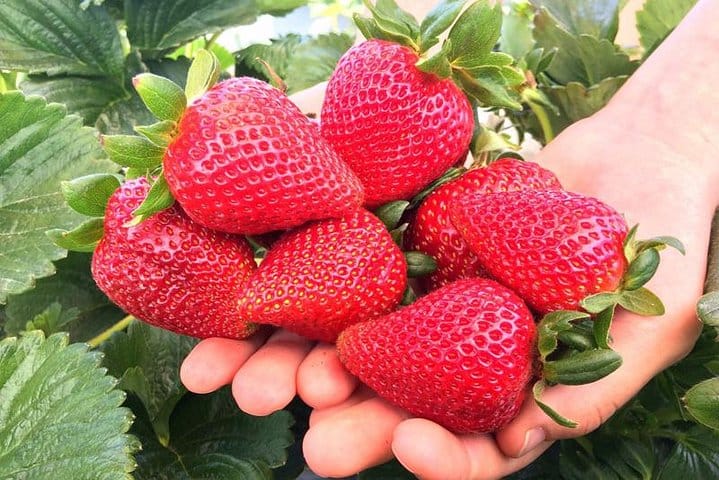 8 Days Classic Tour Sri Lanka