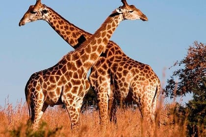 3days Best of Tsavo East & Tsavo West Wildlife Safari From Mombasa