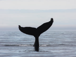 Akureyri Express Whales & Eyjafjord, photo 21