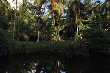 Negombo Lagoon and Muthurajawela Bird Watching Tour