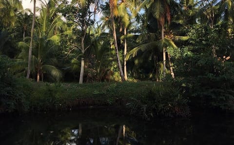 Negombo Lagoon and Muthurajawela Bird Watching Tour