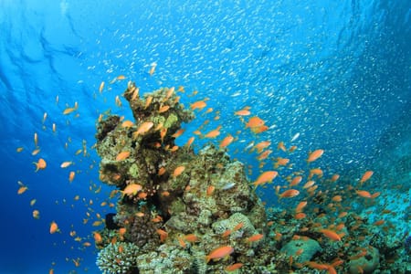 Ras Mohamed National Park Adventure: Snorkeling & Scenic Wonders