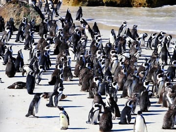 Table Mountain and Boulders Beach Penguins Half-Day Tour