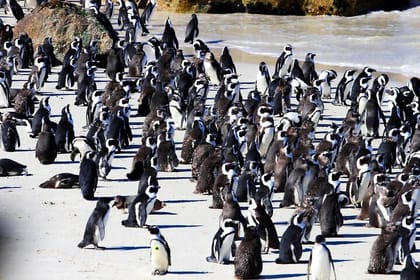 Half day table mountain and penguins group tour