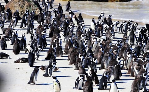 Table Mountain and Boulders Beach Penguins Half-Day Tour