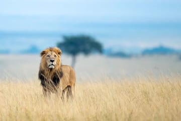 6 Days and 5 Nights Guided Safari Tour in a Land Cruiser